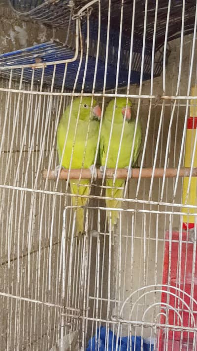 green parrot pair