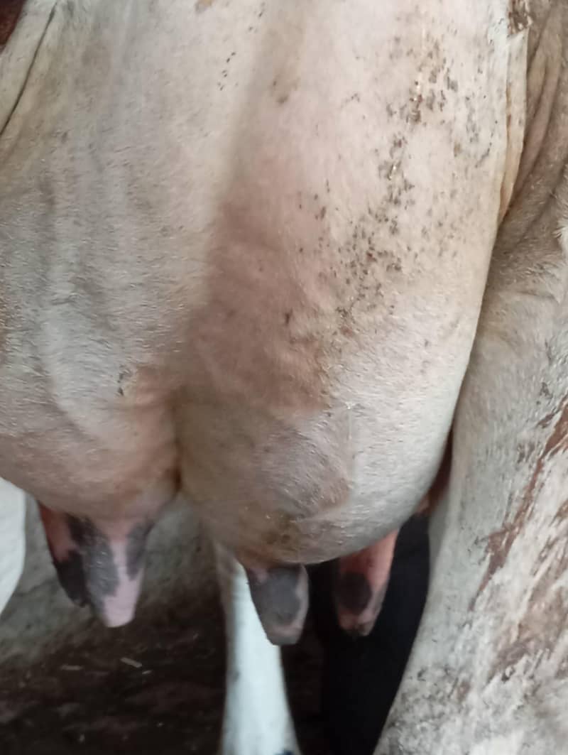 گائے برائے فروخت 2