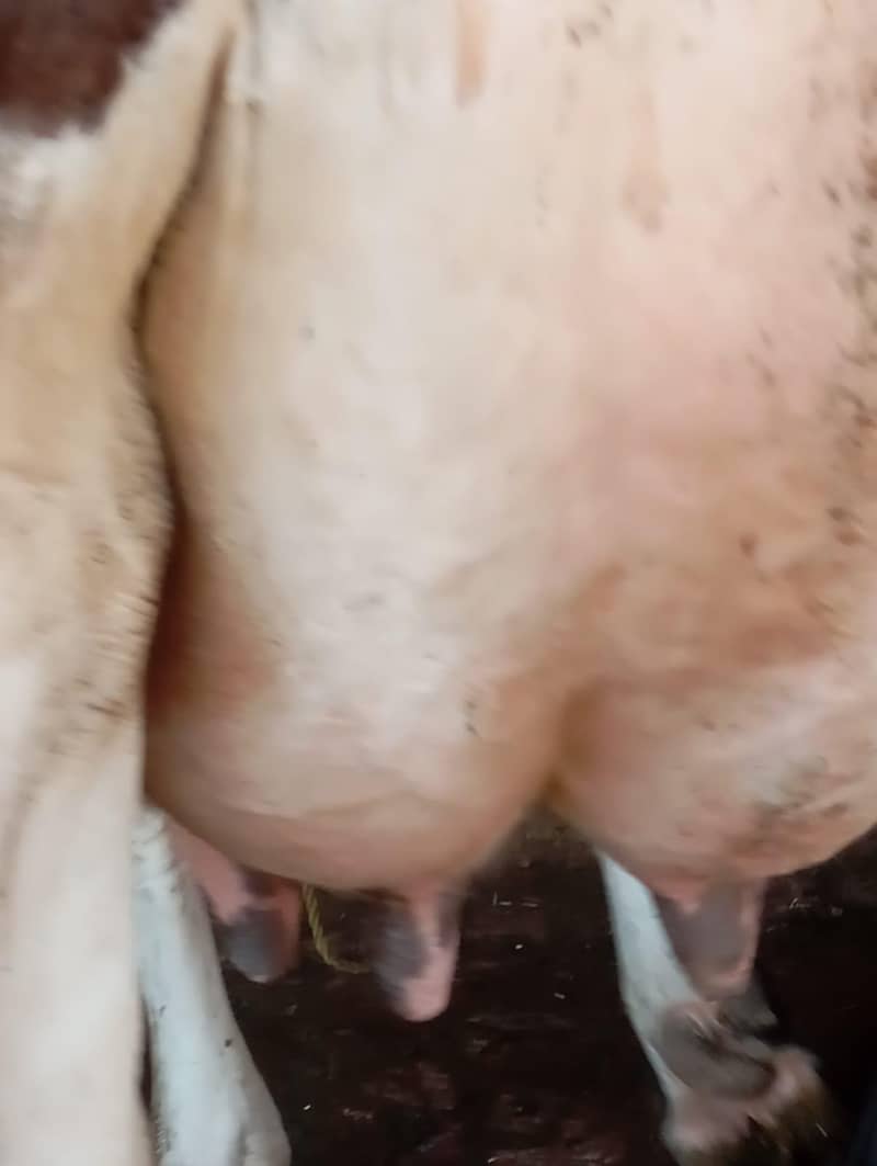 گائے برائے فروخت 5