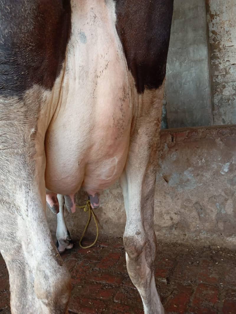 گائے برائے فروخت 6