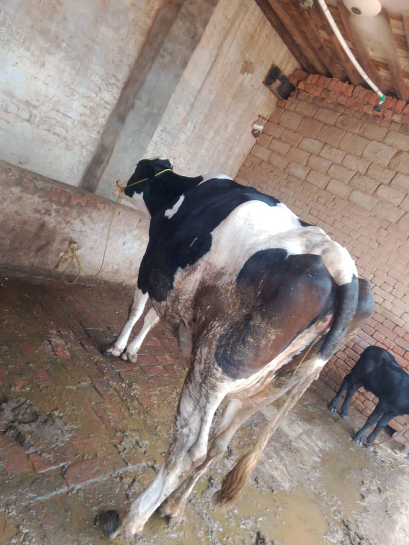 گائے برائے فروخت 7