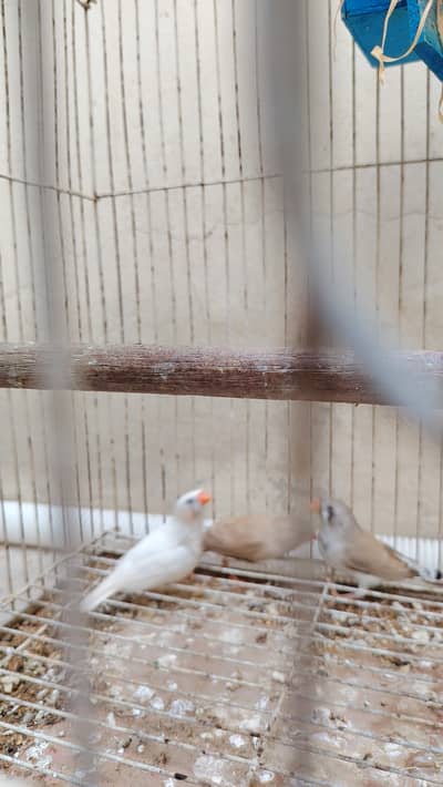 Three finches healthy and active