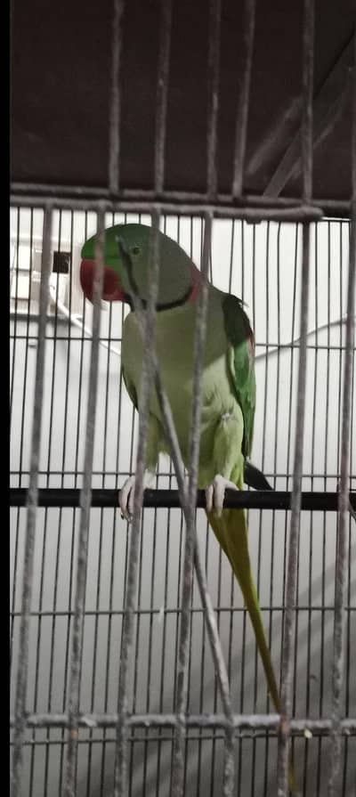 Alexander raw male and ringneck pair