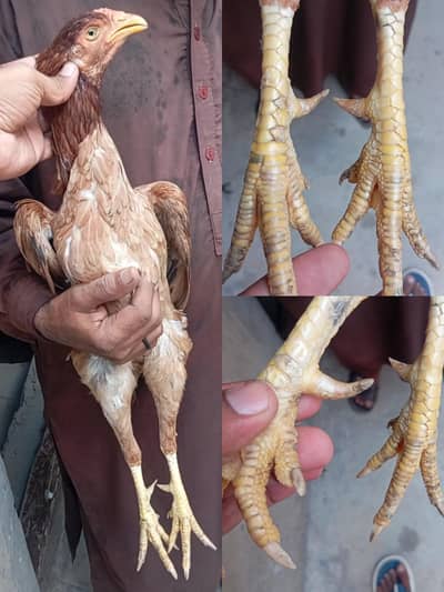 Kilo wali aseel peeli Madi pure high quality