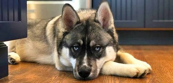 Siberian Husky