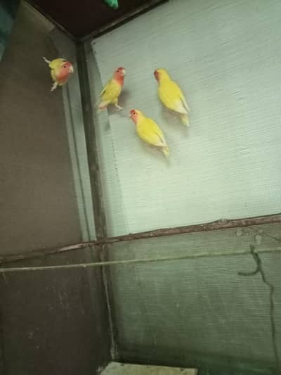 Love Birds Red Eyes 2 Pairs