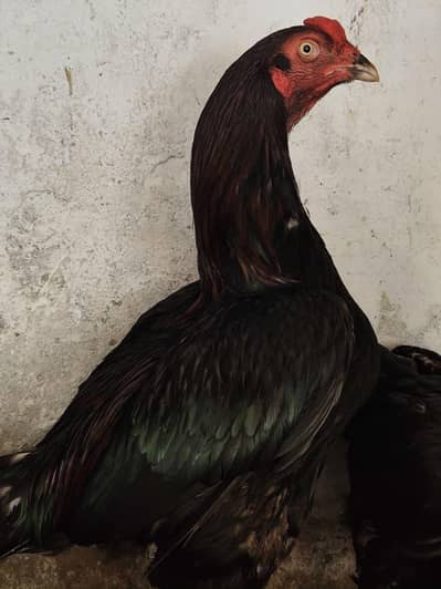 Aseel Murga Aur Murgi Jora For Sale | Pure Aseel Breed