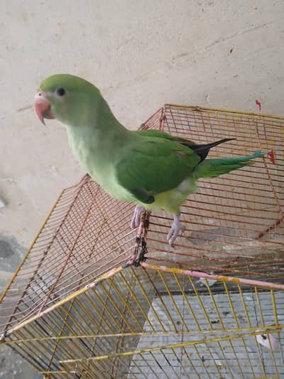 green parrot 