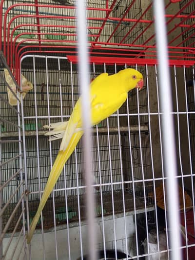 yellow Ringneck female breeder