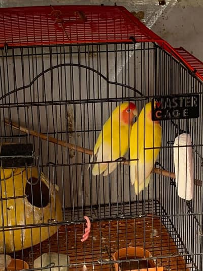 lutino and rosicolli urgent sale kami pesi hoja gyi