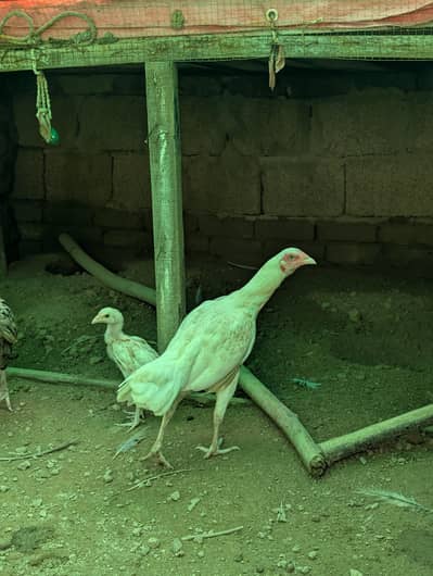heara and other hen