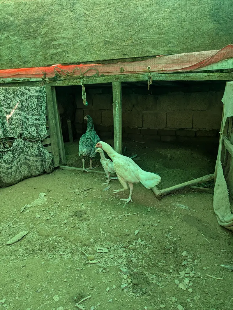 heara and other hen — photo 2
