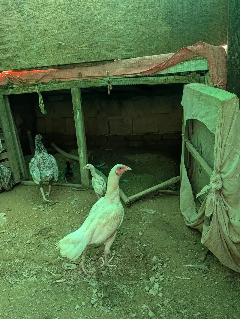 heara and other hen — photo 3