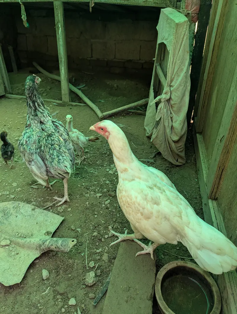 heara and other hen — photo 4