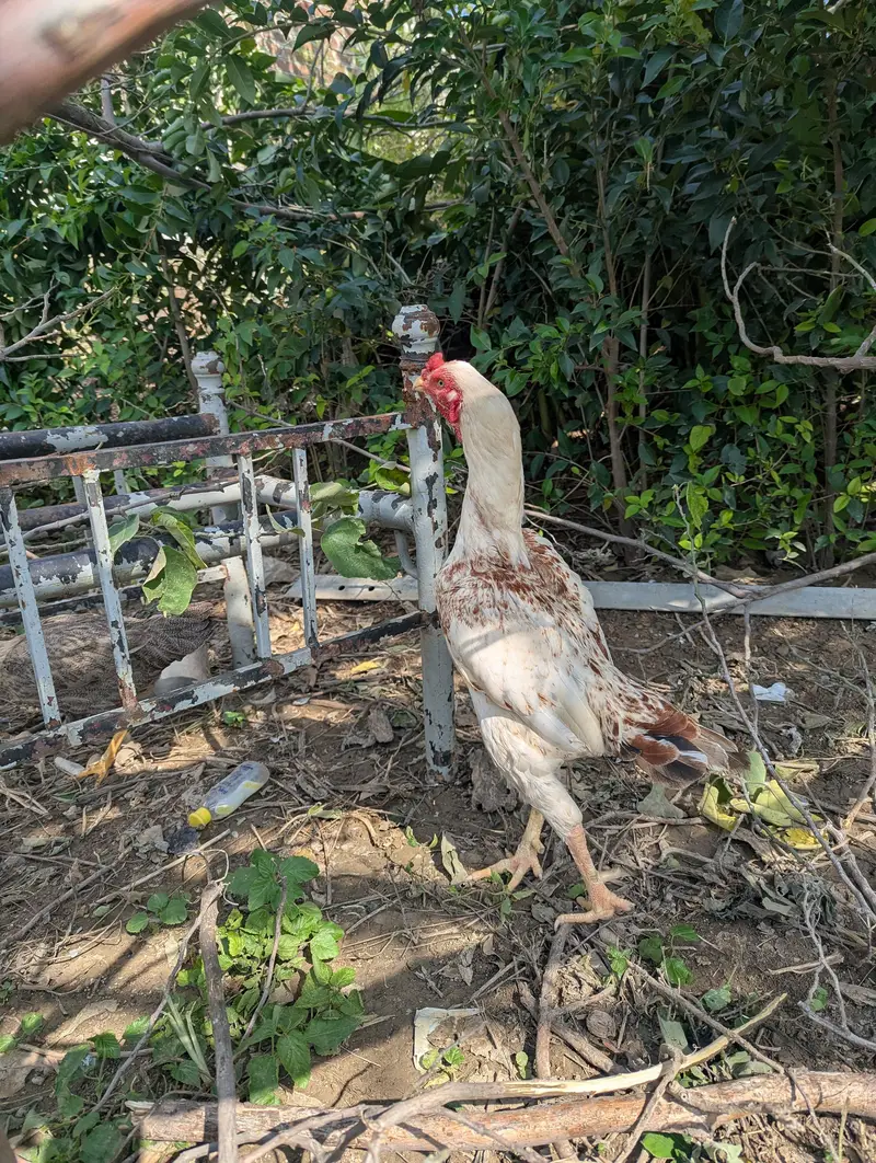 heara and other hen — photo 5