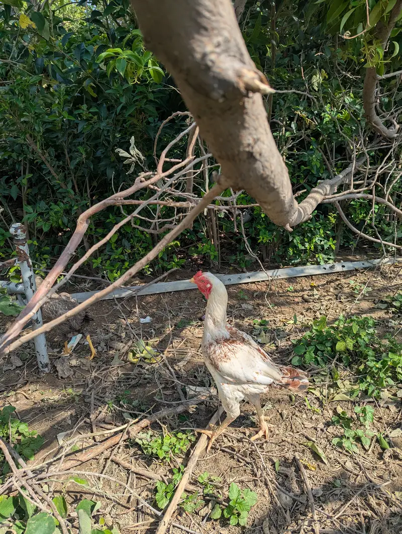 heara and other hen — photo 6