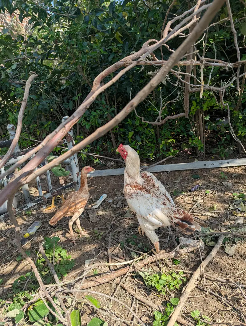 heara and other hen — photo 7