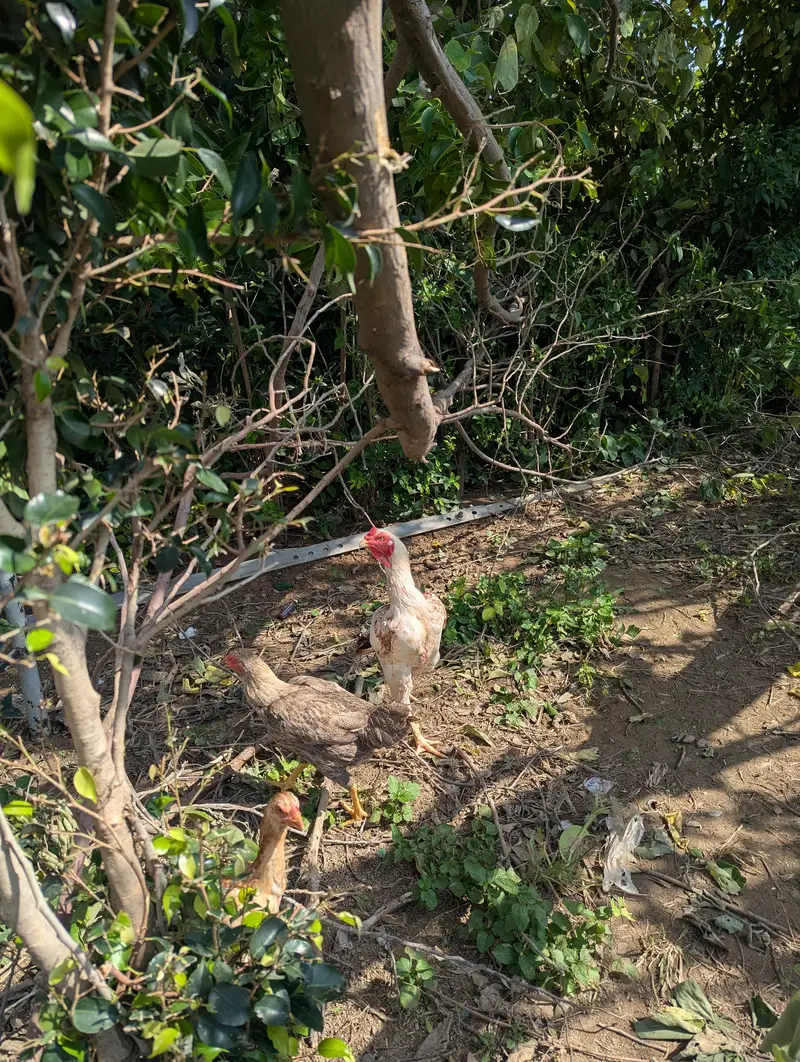 heara and other hen — photo 8