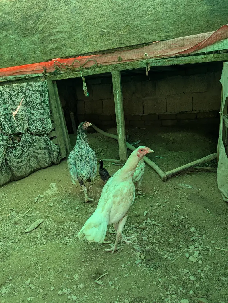 heara and other hen — photo 9