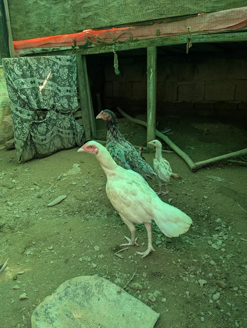 heara and other hen — photo 10