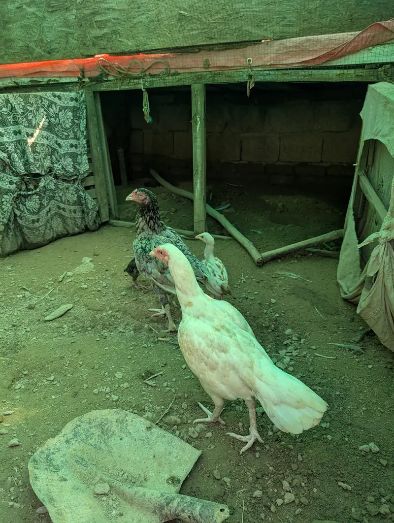 heara and other hen — photo 11