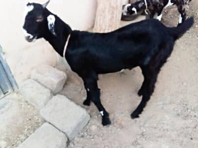 tota puri bacha h full active hai