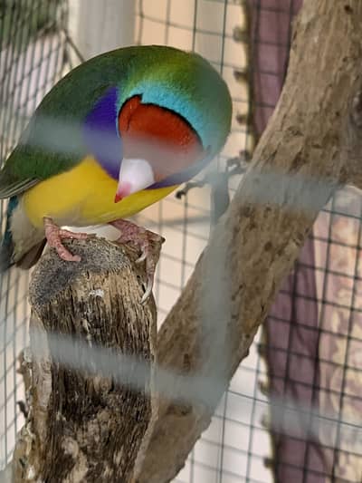 Gouldian Finch Breeding Pair for Sale