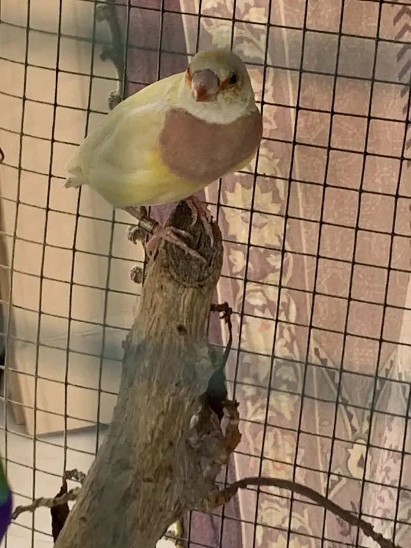 Gouldian Finch Breeding Pair for Sale — photo 2