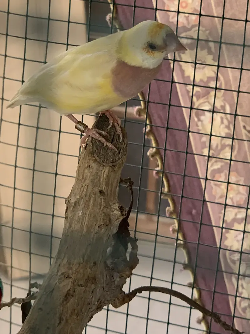 Gouldian Finch Breeding Pair for Sale — photo 3