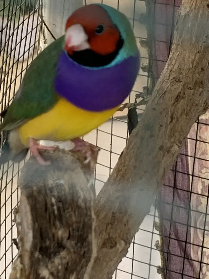 Gouldian Finch Breeding Pair for Sale — photo 4
