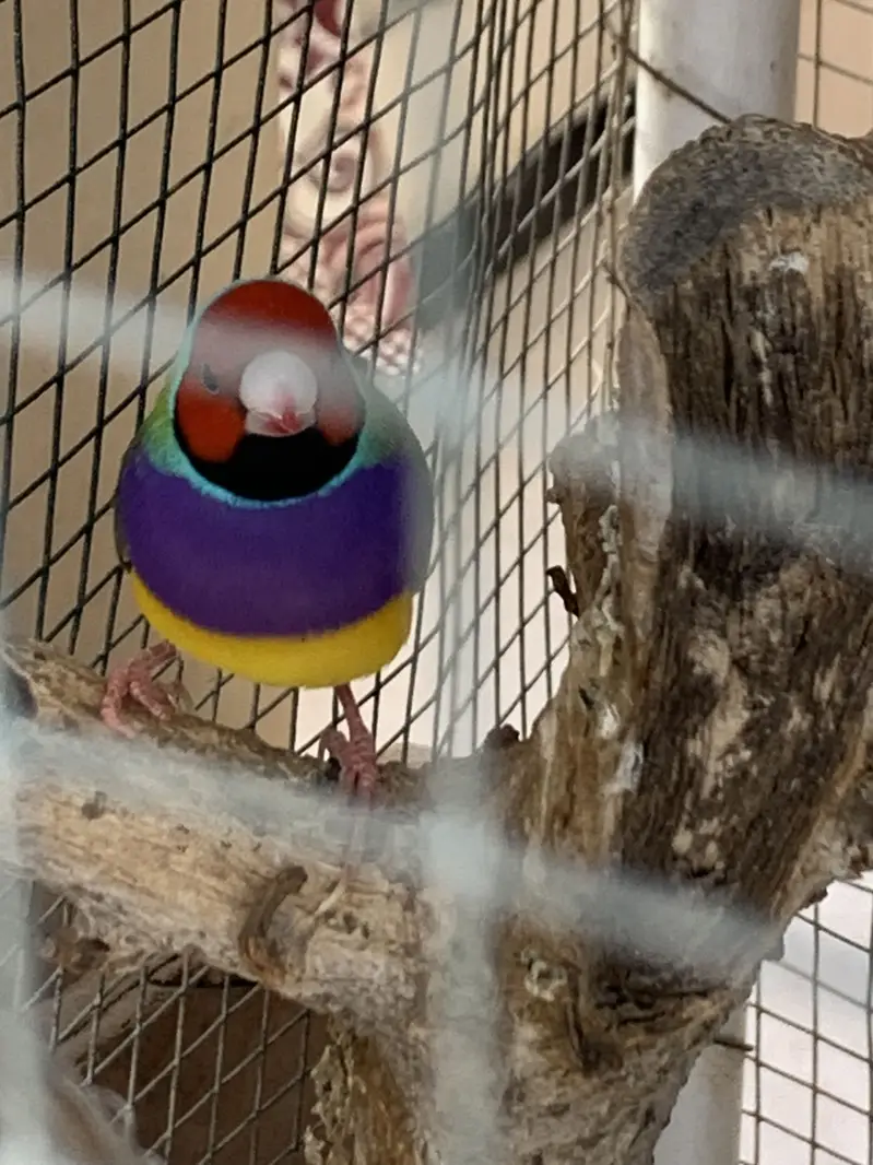 Gouldian Finch Breeding Pair for Sale — photo 5