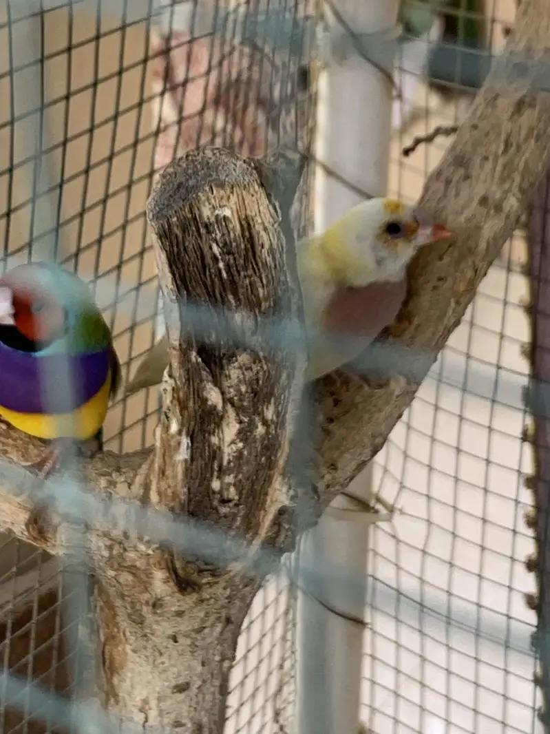 Gouldian Finch Breeding Pair for Sale — photo 6