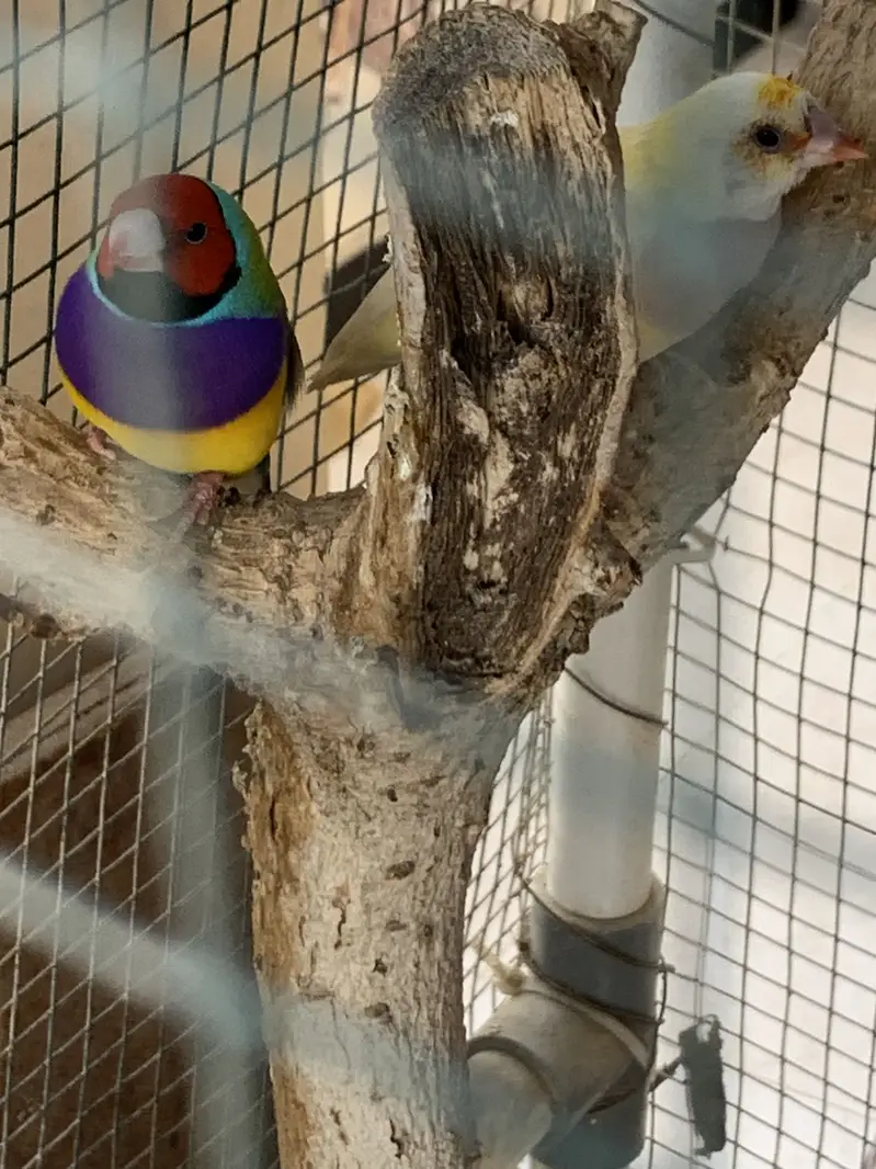 Gouldian Finch Breeding Pair for Sale — photo 7