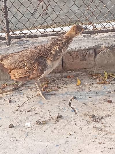 peacock chicks available for sale