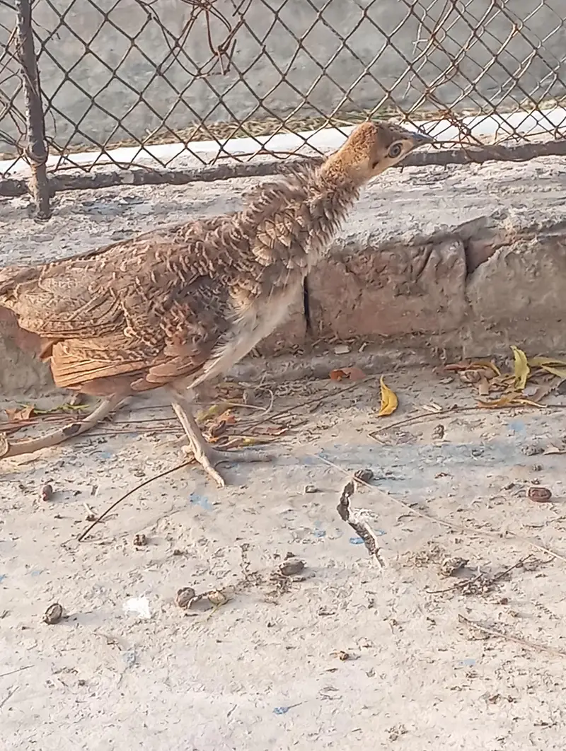 peacock chicks available for sale