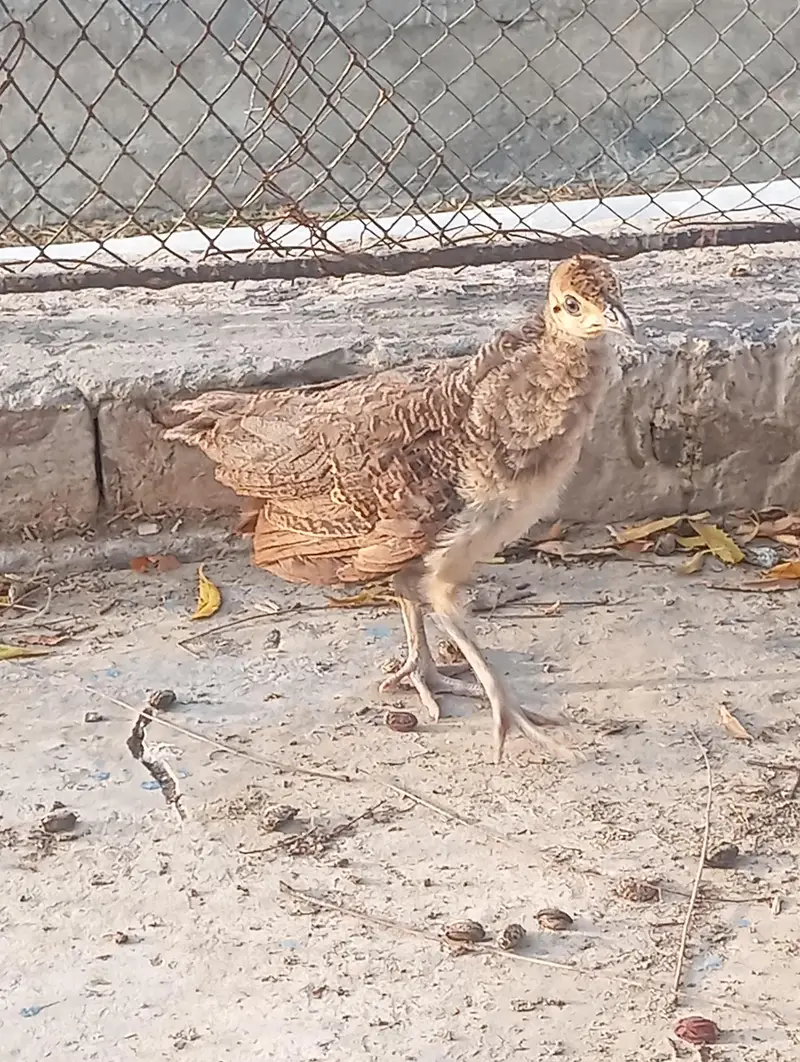 peacock chicks available for sale — photo 2