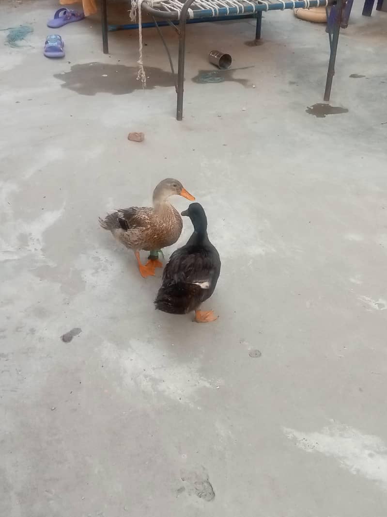 duckss 1