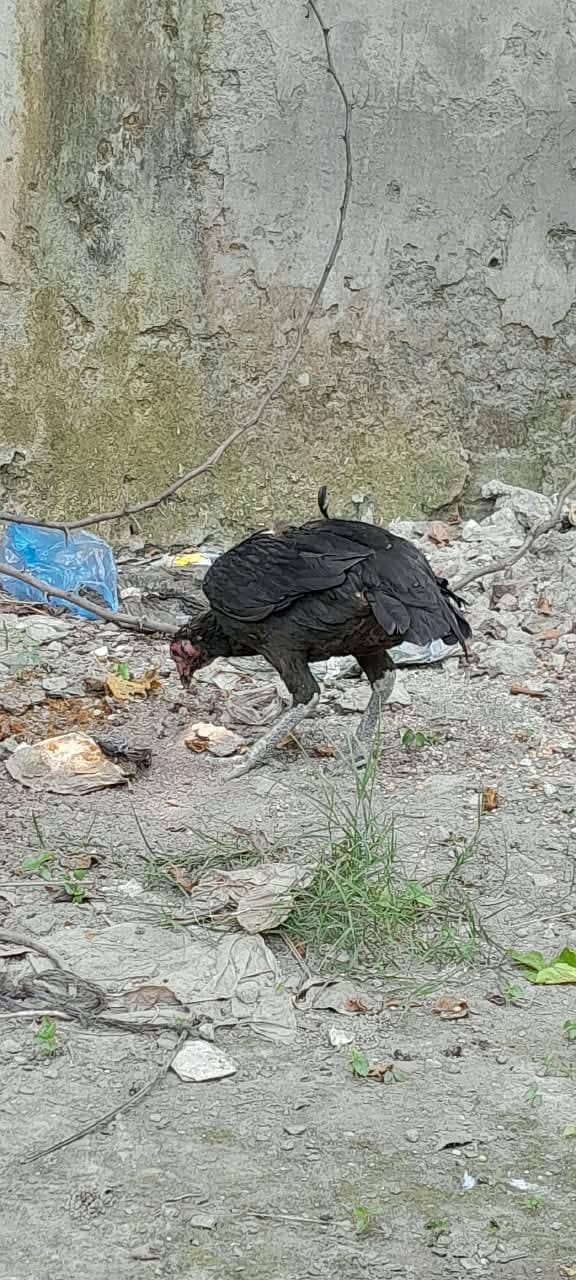 Pair ha 3