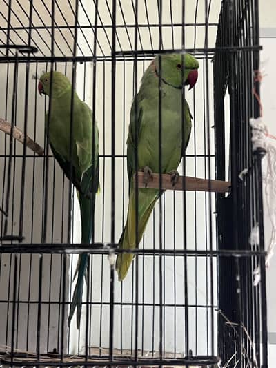 Pair available for sale and exchange