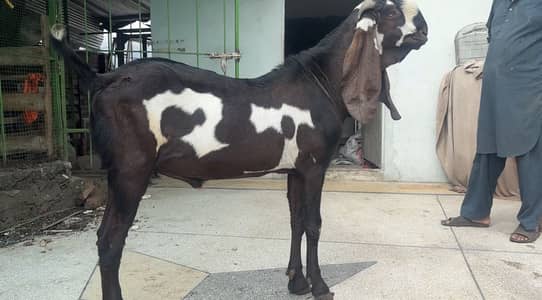 BEETAL GOAT SETUP FOR SALE/ TOP QUALITY/