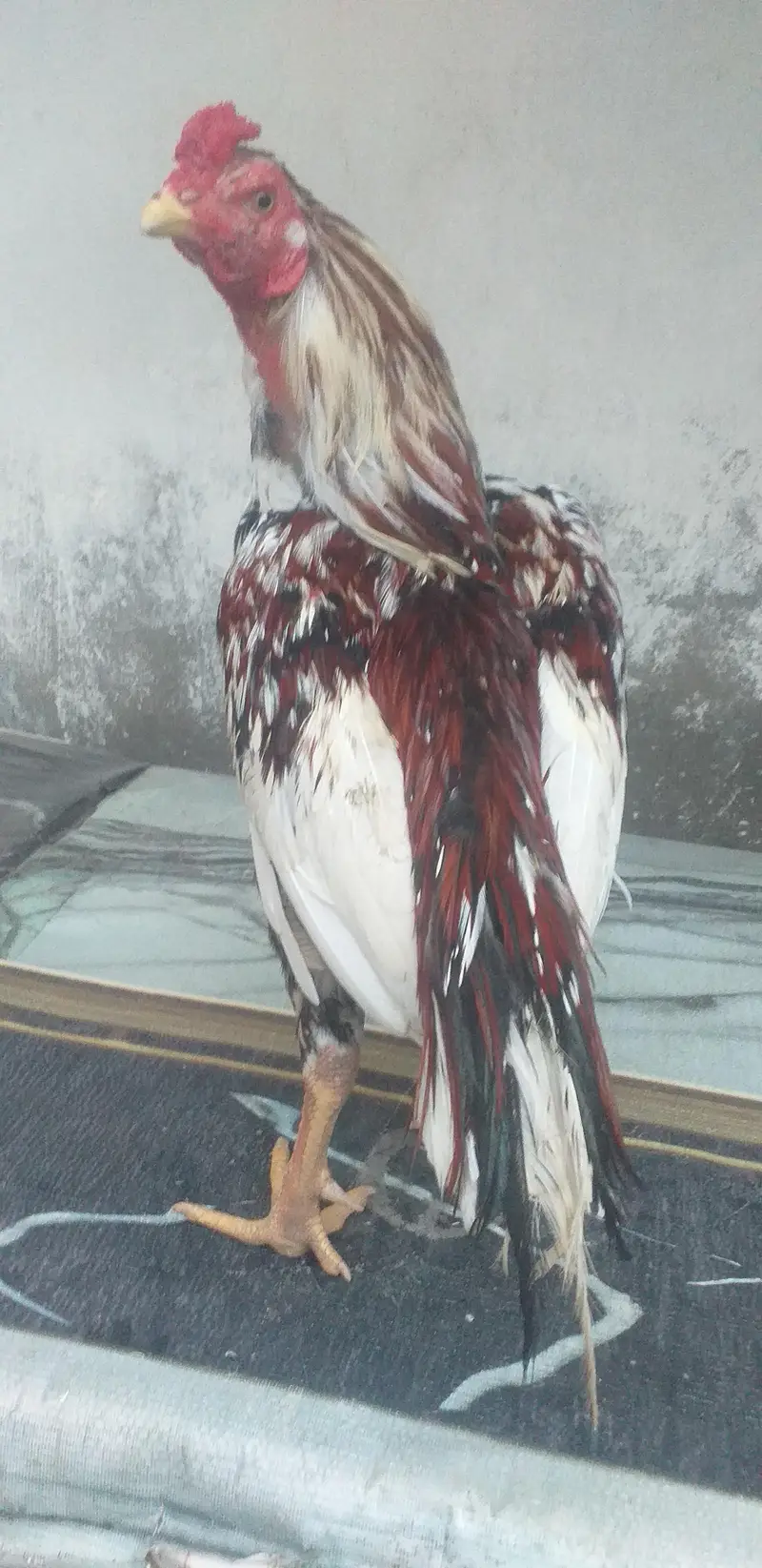 aseel mianwali orignal — photo 3