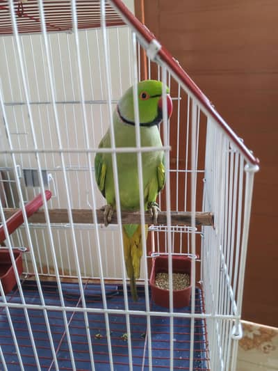 green ring neck very active and healthy with cage (0333-7940701)
