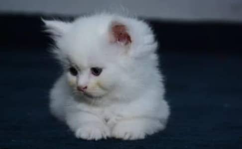 persian cat baby