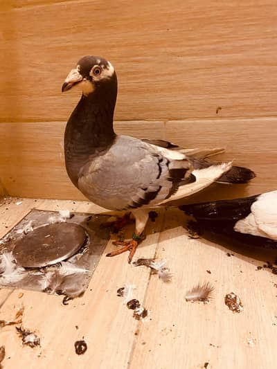 Qasid or other pigeon for sale