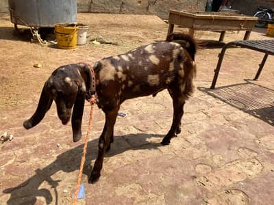 Makhi Cheena Female/Fauji Bakra Male