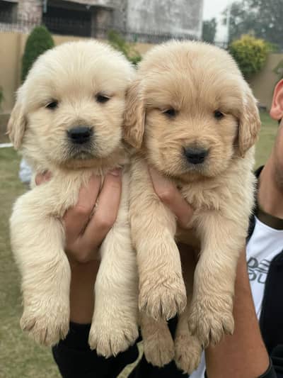 Golden Retriever pedigreed puppies|| male || female