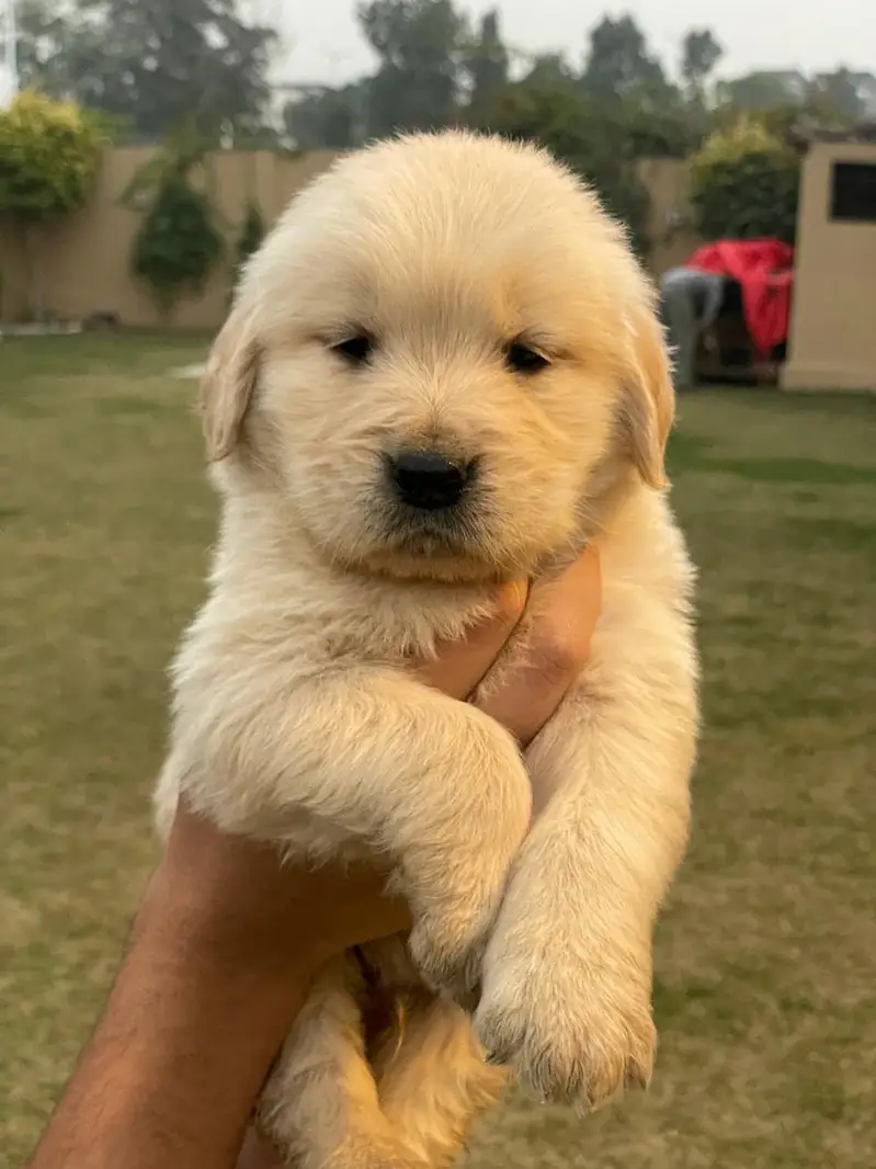 Golden Retriever pedigreed puppies|| male || female — photo 2