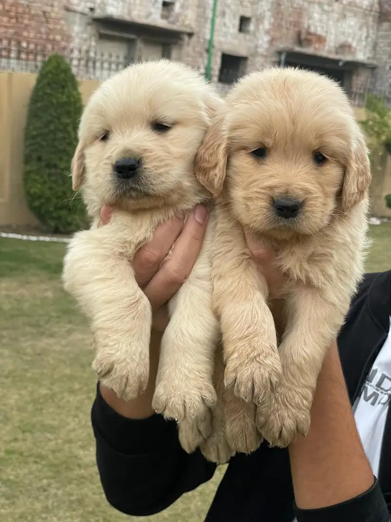 Golden Retriever pedigreed puppies|| male || female — photo 3