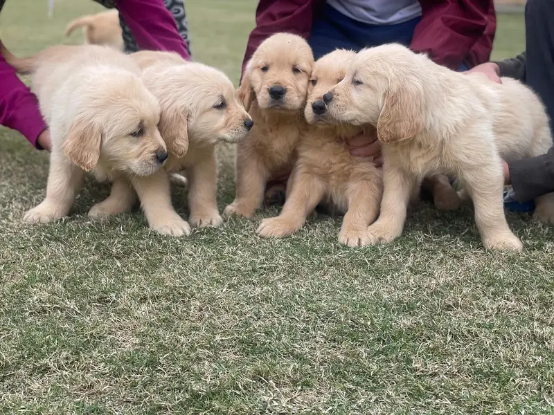 Golden Retriever pedigreed puppies|| male || female — photo 5