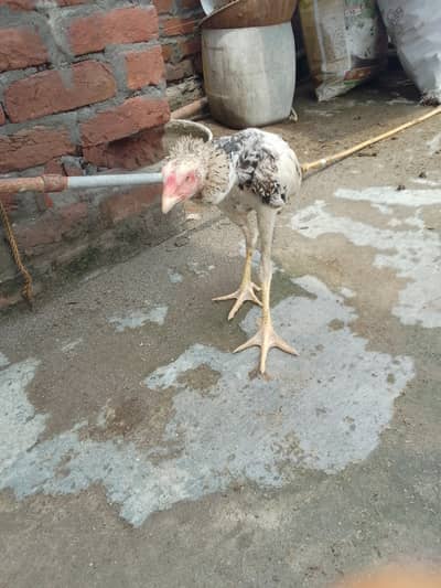 hight 18 to 20 inch high quality chicks